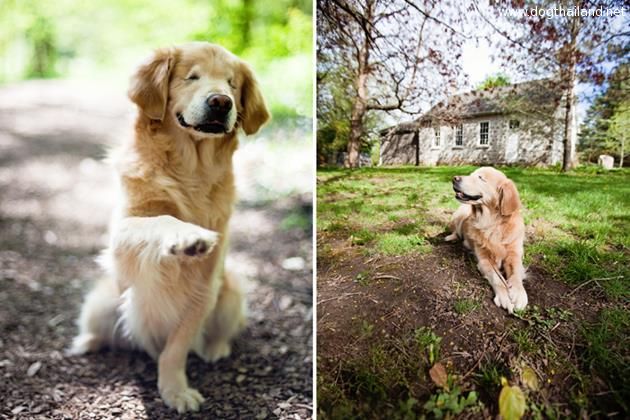 Smiley น้องหมาที่ยิ้มอยู่ตลอดเวลา เป็นเพราะอะไร รู้แล้วจะอึ้ง