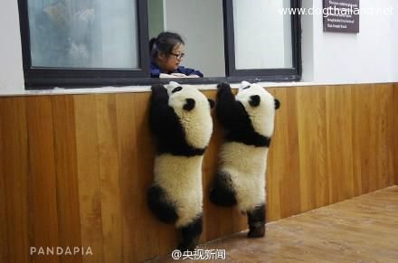 แพนด้า น่ารักมุ้งมิ้งแบบนี้ ภาพแพนด้าน่ารัก