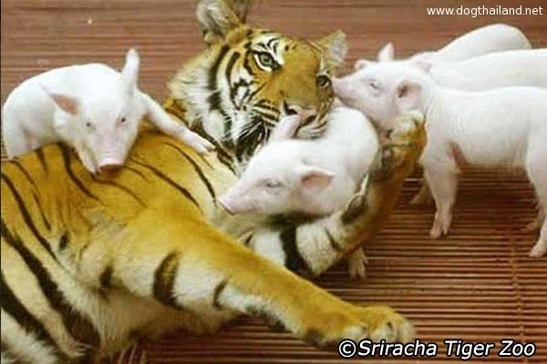 แม่เสือสูญเสียลูก ได้ลูกหมูมาทำให้หายเป็นโรคซึมเศร้า กลายเป็นลูกรักจริงๆโอ้ว