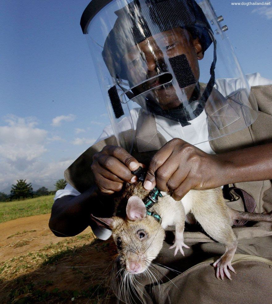 34hero-rats-bomb-demining-africa-apopo-35.jpg