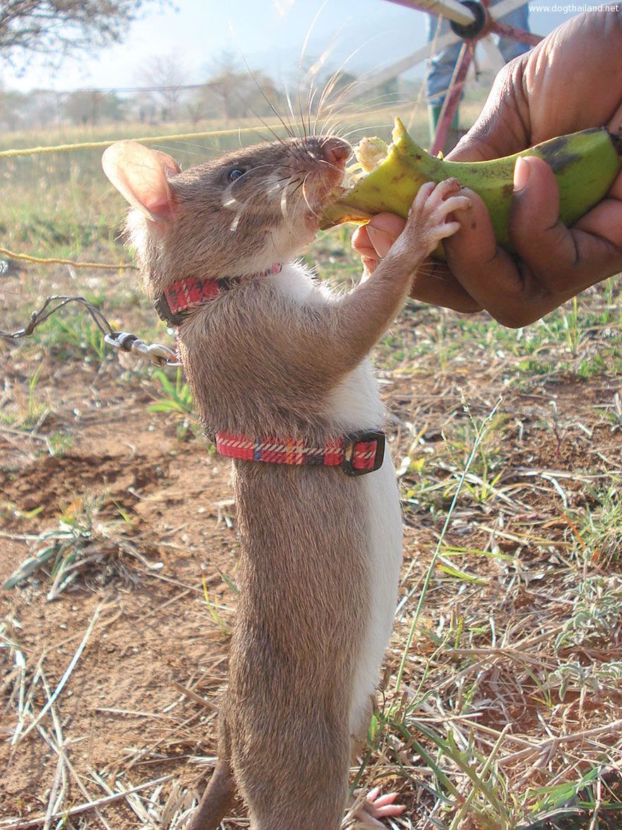 12hero-rats-bomb-demining-africa-apopo-12.jpg