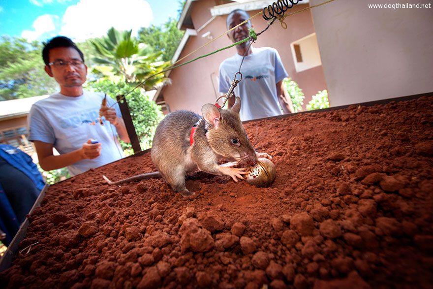 22hero-rats-bomb-demining-africa-apopo-22.jpg