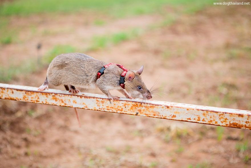 20hero-rats-bomb-demining-africa-apopo-20.jpg