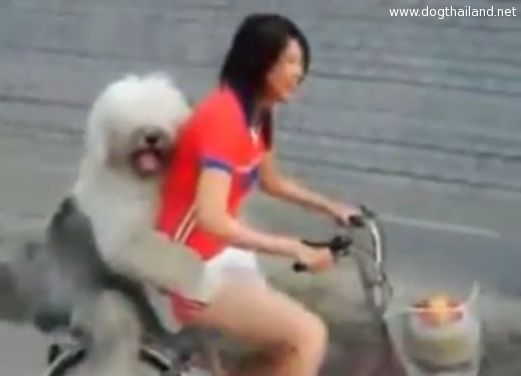 คลิปน้องหมาตัวใหญ่ นั่งจักรยานกับสาว เกาะเอวเขาไม่ปล่อยเลยนะ น่ารักมาก