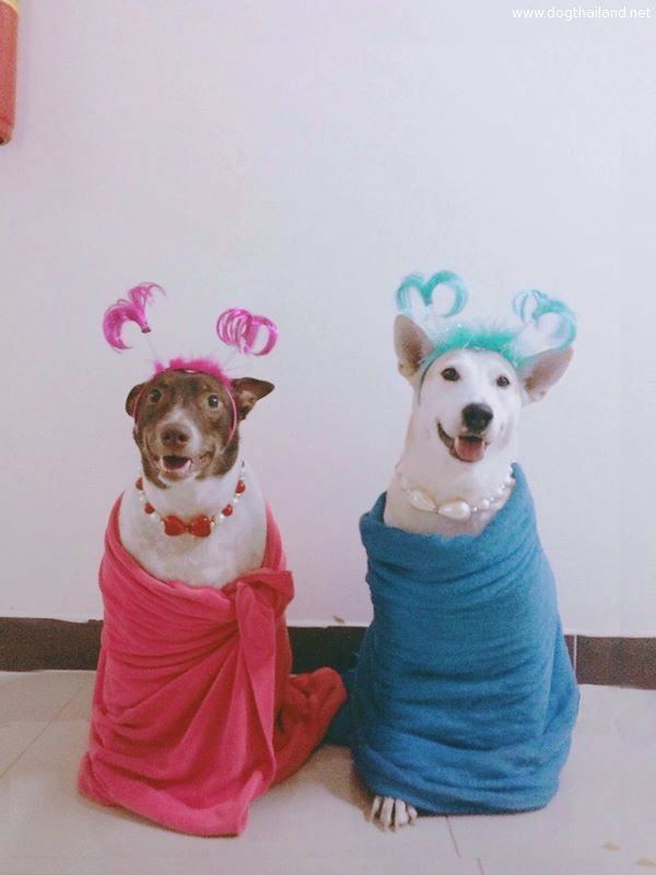 “กลูต้า-กอลลั่ม”  สุนัขจรจัดพันธุ์ไทย ที่มีความสุขที่สุดในโลก