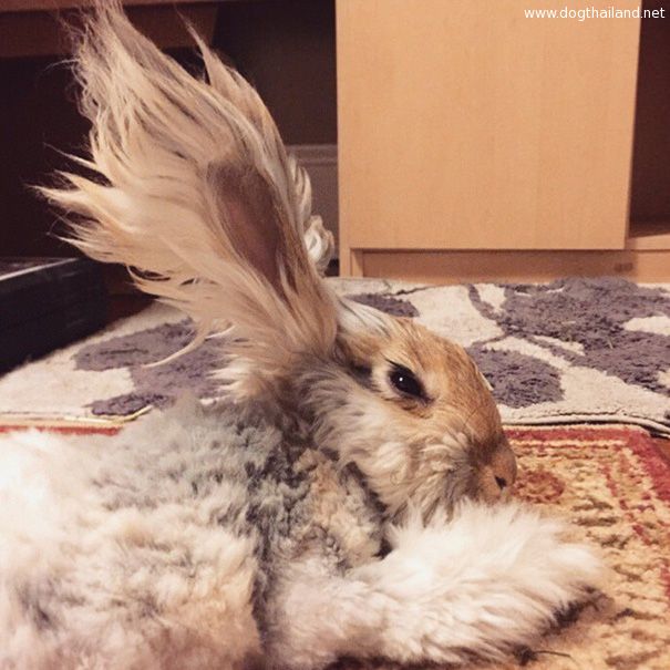 haircut-rabbit-angora-wally-9.jpg