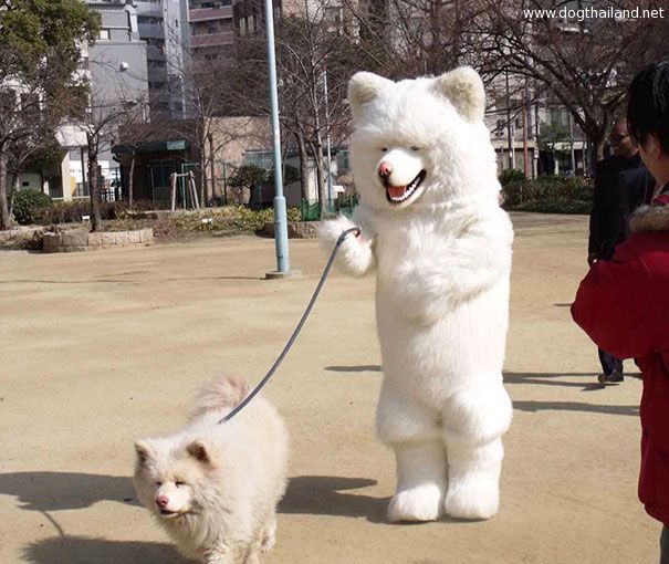 น้องหมา กับ เจ้านาย ทำท่าเหมือนกัน โดยบังเอิญ ความฮาความน่ารักจึงเกิดขึ้น