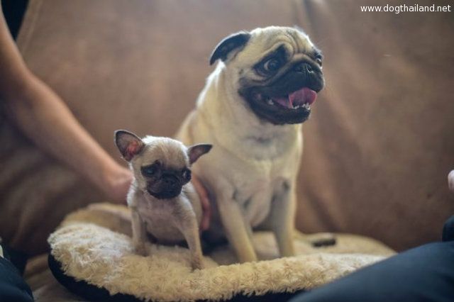 ปั๊กจิ๋วที่สุดในโลก มีไซส์จิ๋วที่สุดในโลก หนัก 4 ขีด สูงไม่ถึง 4 นิ้ว! โอ้วน่ารัก