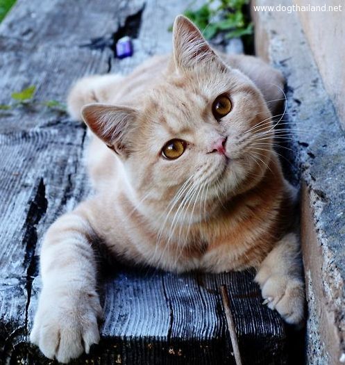 นักวิทยาศาสตร์เตือนเลี้ยงแมวที่บ้านอาจทำให้ลูกหลานคุณโง่ได้ ??