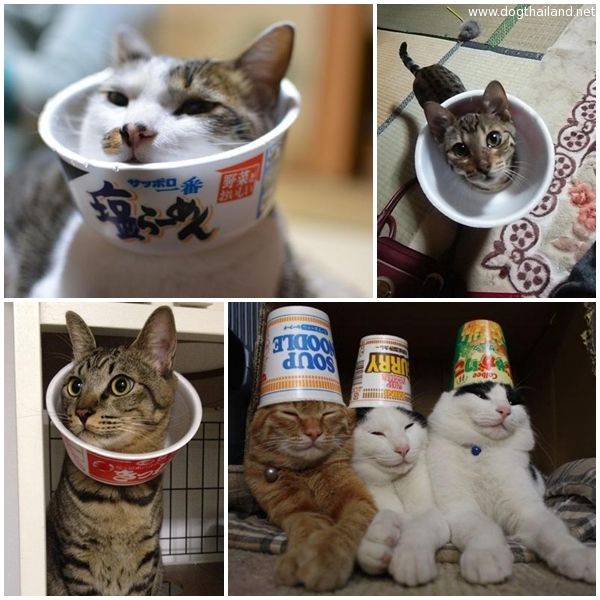 "อลิซาเบธ คอลลาร์"  คอลลาร์ถ้วยราเมง กันแมวเลียแผล ฮิตมากในญี่ปุ่น แชร์กันสนั่น