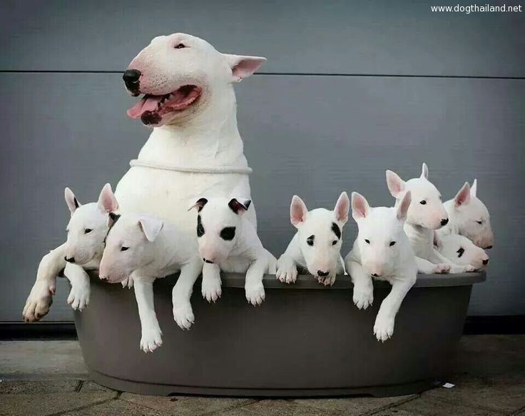 บูลล์เทอร์เรีย Bull terrier puppies ครอบครัวน่ารักแบบนี้สุดยอดภาพหมาหน้าวัว