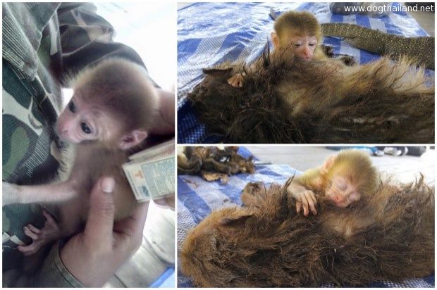 ลูกลิงนอนกอดร่างแม่ถูกพรานป่ายิงตาย ภาพสุดหดหู่ น้ำตาจะไหล