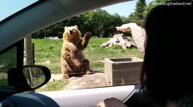 เจ้าหมี โบกมือทักทายนักท่องเที่ยว แถมรับของกินได้ด้วย ยอดวิวพุ่งทะลุล้านแล้วน่ารักมาก