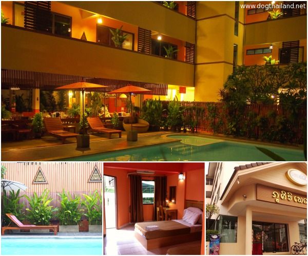 รวมที่พักหมาพักได้ เชียงใหม่ Pet Friendly หมาใหญ่พักได้ พาหมาเที่ยวเชียงใหม่ ล่าสุด