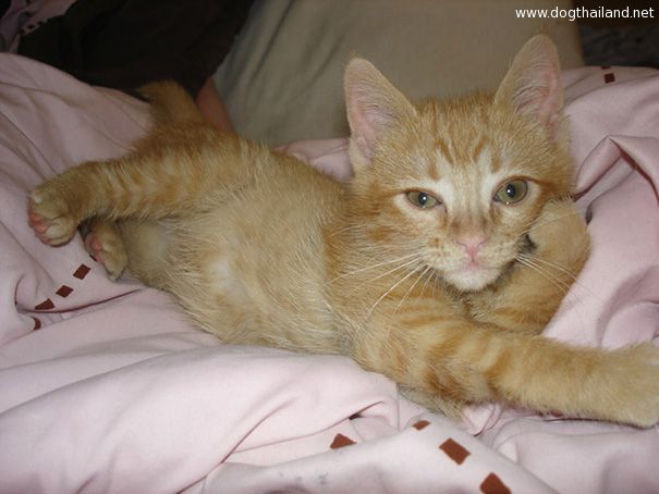 สัตว์โลกน่ารัก พร้อมใจกันโพสท่าเป็นนางแบบ Animals Posing For The Camera Like Pros