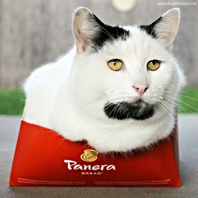 แมวน่ารัก แมวสไตส์ ฮิปสเตอร์ ฮอตมาก ใน Instagram ทูลหัวของบ่าวต้องกรี้ดด