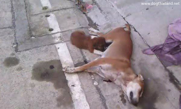 ลูกหมานอนดูดนมแม่ ที่ถูกคนใจร้ายยิงตาย สะเทือนใจกับภาพจริงๆ (มีคลิป)