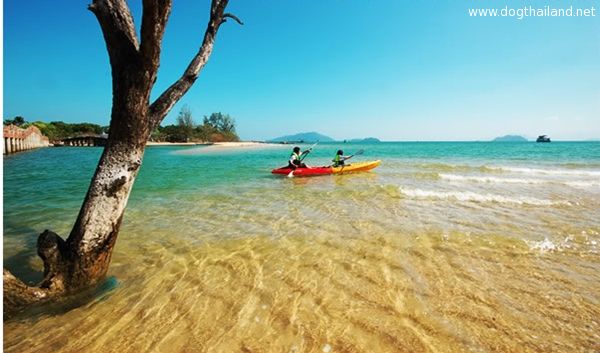 ระนอง หมาพักได้ แนะนำที่เที่ยวที่พัก โรงแรม รีสอร์ต บังกะโล ต้อนรับสัตว์เลี้ยง ทั้งหมด