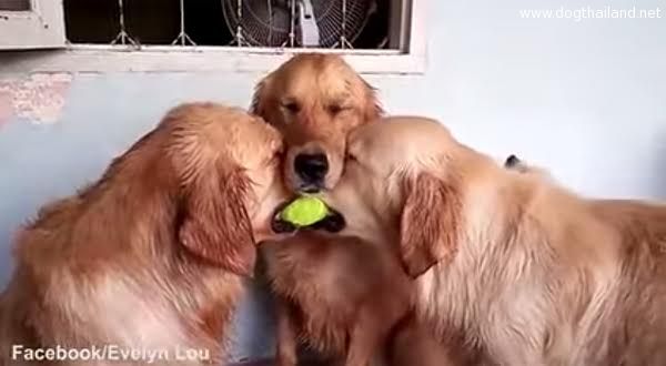 น้องหมาโกลเด้นแย่งลูกบอล ลูกเดียวกัน ที่น่ารักที่สุดในโลก