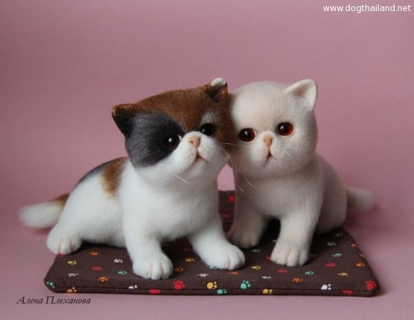 แมวน่ารัก แบบนี้ อยากได้สักอันไหม ทำซะเหมือนและน่ารักด้วย ทาสแมวว่างัย