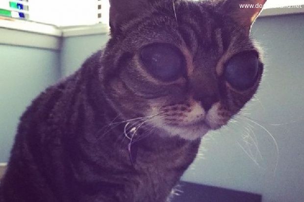 แมวตาโตฉายา "แมวเอเลี่ยน" มาทิลด้า เซเลบหน้าใหม่แห่งโลกไอจี