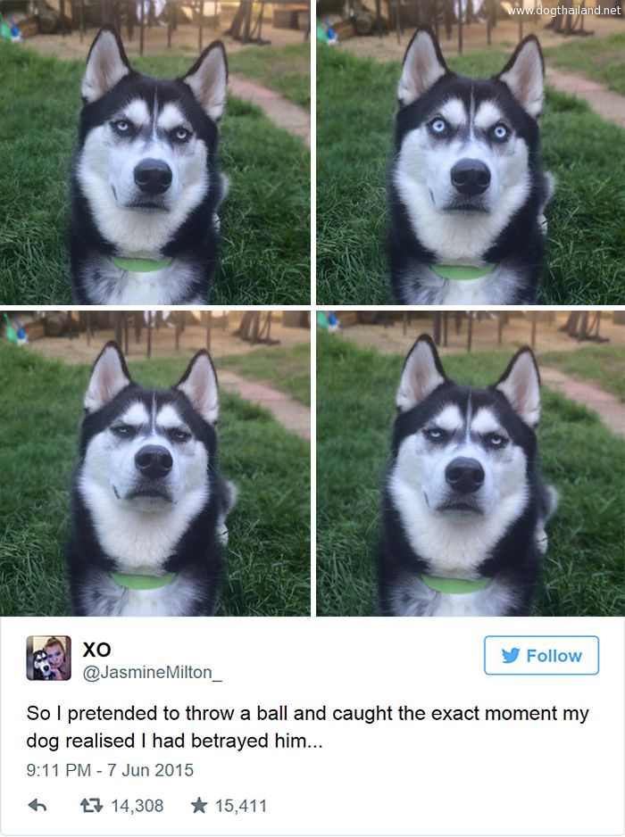 Siberian husky  เป็นหมาตลก จริงๆนะ