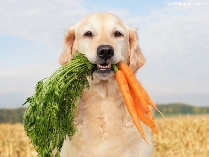 Vegetarian-Dog.jpg