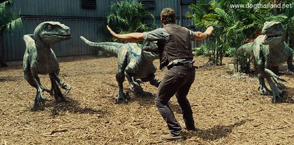 เมื่อคนดูแลสวนสัตว์เลียนแบบหนังดัง  Jurassic World  ตอนห้ามแร๊พเตอร์ฮิตทั่วบ้านทั่วเมือง
