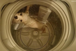 หนุ่มโพสอาบน้ำสุนัขด้วยเครื่องซักผ้า ท้า “จะทำอะไรฉันได้” โดนตำรวจฮ่องกงตั้งข้อหาแล้ว