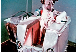 เบื้องหลังน่าเศร้า ไลก้า สุนัขอวกาศ