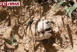 คนใจโหด! ยิงหมา จับฝังทั้งเป็น แต่รอดคนแห่ช่วย