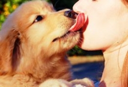 จูบสัตว์เลี้ยงระวัง ตาอักเสบ เป็นอันตรายได้ ควรอ่าน