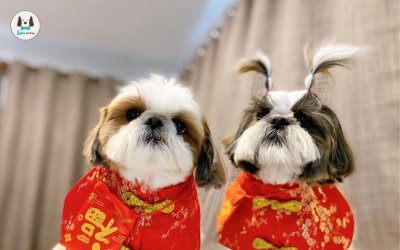 เสื้อตรุษจีนสำหรับสัตว์เลี้ยง เสื้อหมา เสื้อแมว ชุดแฟนซีหมาแมว ชุดจีนหมาแมว ชุดกี่เพ้าหมาแมว รองรับมี เสื้อจีนหมาใหญ่ด้วย