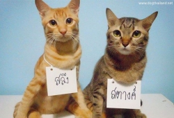 แมวน่ารัก สลึง-สตางค์!! ถึงจะเป็นแมวพิการ แต่ดังมากๆในโลกโซเซียล ทาสแมวยอมแพ้