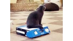 แมวจอมแสบ ขังเพื่อนไว้ในกล่อง คลิปแมวแกล้งเพื่อนได้กวนตีนมาก