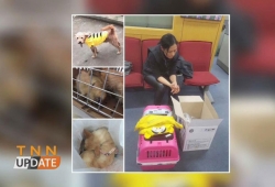 การบินไทย ชี้แจงกรณีน้องหมาผู้โดยสาร ถูกจนท.ยิงตายคารันเวย์ที่เกาหลีใต้ พร้อมรับผิดชอบค่าเสียหาย