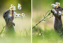 แอบถ่าย กระรอกน้อย ที่เข้ามาดมดอกเดซี่ เป็นภาพที่สร้างความน่ารักมากๆ