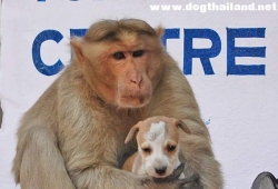 แม่ลิงเอาลูกสุนัขมาเลี้ยงเป็นลูก ดูแลปกป้องเหมือนไข่ในหิน รักเหมือนลูก ยิ้มเลย
