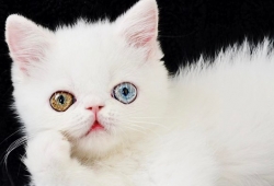 แพมแพม  เซเลปแมวโดดเด่น ด้วยดวงตา 2 สี สวยราวกับเพชร  น่ารักมากๆ