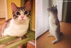 แมวมีสองขาวิ่งเหมือนกระต่าย ดังมากใน instagram ทาสแมวเห็นแล้วอึ้ง