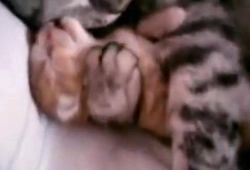 คลิปลูกแมวละเมอ ฮิตบนยูทูป คนดูนับล้านต่อวัน