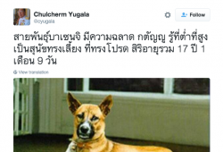 “คุณทองแดง” สุนัขทรงเลี้ยงเสียชีวิต สิริอายุร่วม 17 ปี1เดือน9วัน มีคลิปในหลวงกับคุณทองแดง