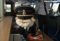 ดังมาก กัปตันแมว! เจ้า Sailor ประจำเรือสำราญในรัสเซียมา 8 ปีมีเครื่องแบบประจำตำแหน่งด้วยนะ