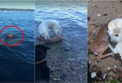 สุดยอดคลิป สุนัขช่วยชีวิตลูกกวางจมน้ำทะเล แถมช่วยสะกิดให้ฟื้นด้วย คนแห่แชร์กับความเก่งและใจดีของน้องหมา