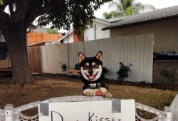 kiss dog น้องหมาขายจูบ สนใจไหม เร่เข้ามาเลย