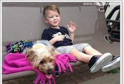 สุนัขฮีโร่ ! Ezio สุนัขสายพันธุ์ยอร์เชียร์เทอร์เรีย ปกป้องชีวิตเด็ก 3 ขวบ ตัวเล็กใจใหญ่