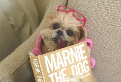 Marnie The Dog หมาลิ้นห้อยที่น่ารักที่สุด แบ๊วมาก ใครเห็นก็ต่างเอ็นดู