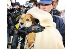 เฮ! สุนัขอึดรอดสึนามิ ญี่ปุ่น พบเจ้าของแล้ว