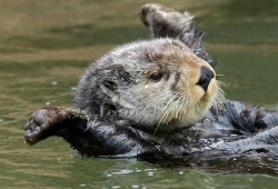 นากทะเล (Sea Otter) โรแมนติก "ตัวนากจะนอนจับมือกัน เพื่อไม่ให้ไหลลอยตามน้ำแล้วพรากจากกันไป"