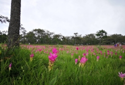 ทุ่งดอกกระเจียว บาน 100% อุทยานแห่งชาติไทรทอง​ จ.ชัยภูมิ ที่เที่ยวหน้าฝนเมืองไทย